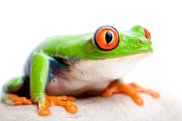 Image showing frog