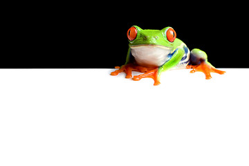 Image showing frog border