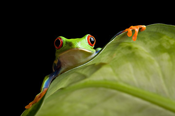 Image showing frog on a leaf isolated black