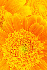 Image showing flower background