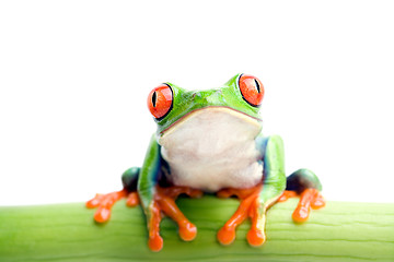 Image showing frog on bamboo