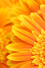 Image showing daisy petals background