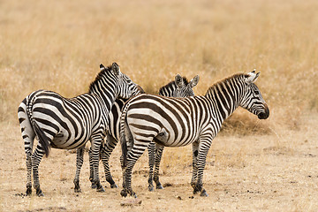 Image showing herd of zebras 