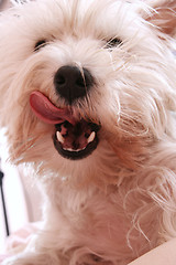 Image showing Dog yawning