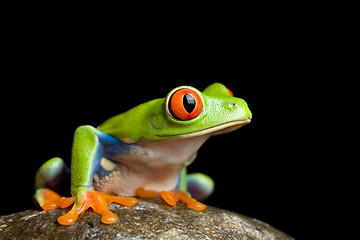 Image showing frog on a rock