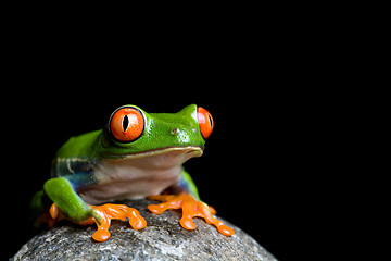 Image showing frog on a rock