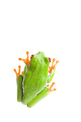 Image showing frog top view isolated
