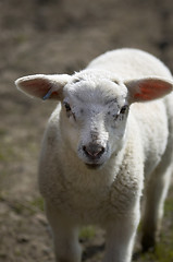 Image showing Lamb