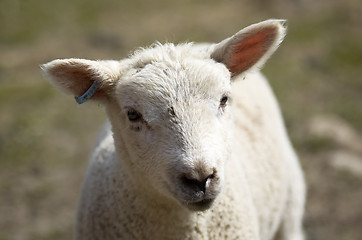 Image showing Lamb