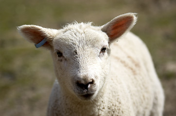 Image showing Lamb