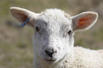 Image showing Lamb