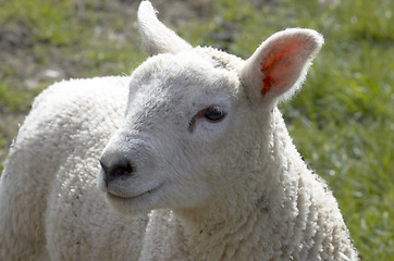 Image showing Lamb