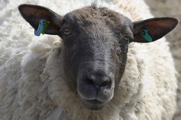 Image showing Sheep