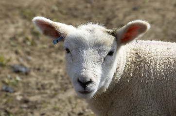 Image showing Lamb