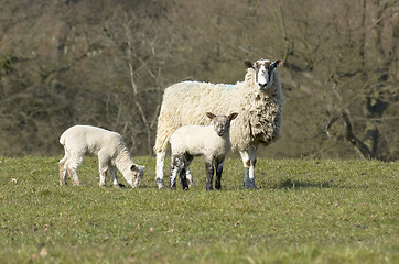 Image showing Yew and Lambs