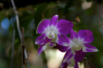 Image showing Orchid flowers in bloom