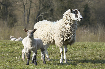 Image showing Yew and Lambs