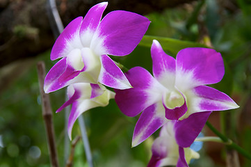 Image showing Purple and White Orchid Flowers