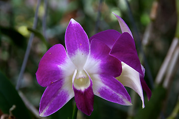 Image showing Purple and White Orchids Outdoors