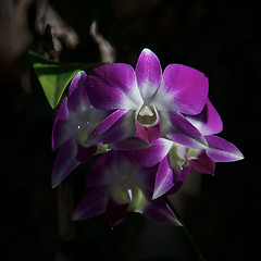 Image showing Purple Orchids Front View