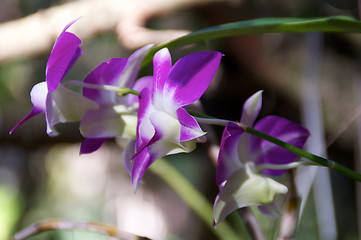 Image showing Purple Orchids Side View