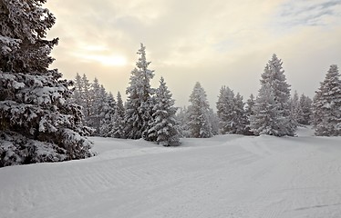 Image showing Winter forest