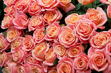 Image showing roses background