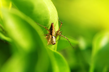 Image showing Hiding lynx spider