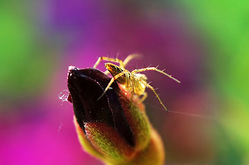 Image showing Lynx spider and (flower) bud