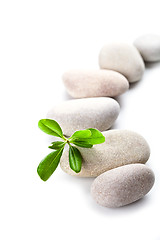 Image showing green leaf and stones