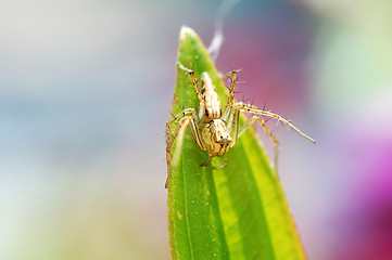 Image showing Lynx spider on leaf tip