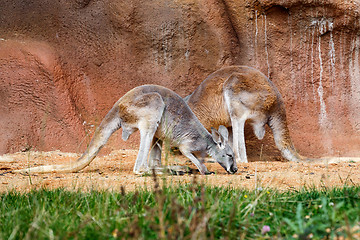 Image showing two Kangaroos