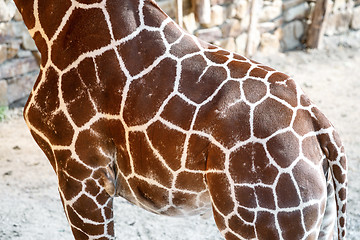 Image showing Giraffe Skin Texture
