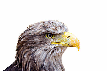 Image showing isolated Big Sea Eagle (Haliaeetus albicill) looking ahead