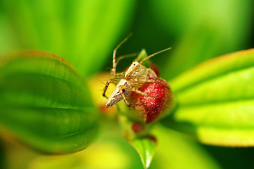 Image showing Lynx spider with floret