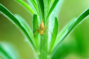 Image showing Lynx spider on plant