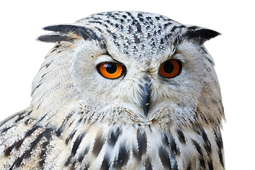 Image showing isolated eagle owl with his big and beautiful oranges eyes
