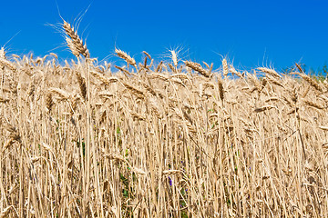 Image showing Wheat field