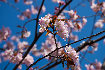 Image showing Cherry blossom