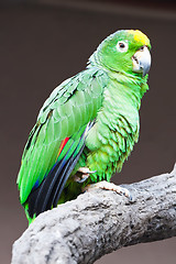 Image showing Parrot