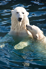 Image showing Polar bear