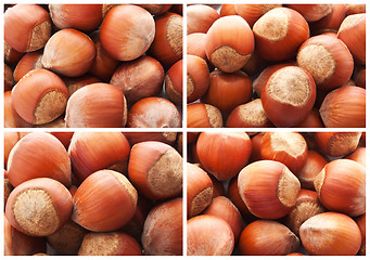 Image showing Hazelnuts or filbert nuts