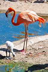 Image showing Flamingo