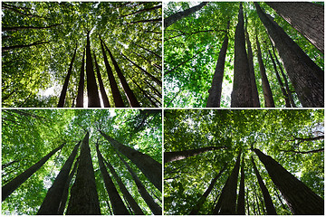 Image showing Green forest