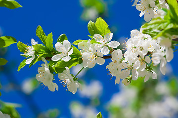 Image showing Apple flowers