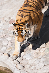 Image showing Tiger