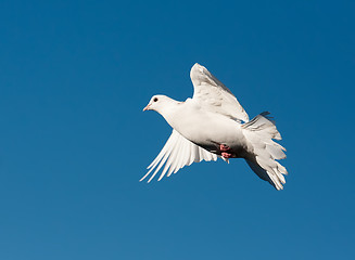 Image showing White pigeon