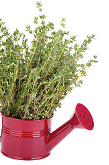 Image showing Thyme