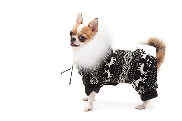 Image showing Funny dog wearing wearing winter outfit