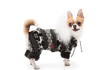 Image showing Funny dog wearing wearing winter outfit